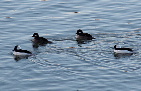 [Four buffleheads swim to the left with a male first and last and both nearer to the cameran than the two females which swim between them. Both sexes are black and white, but the males have much more white and the female white sections are more grey than white.]